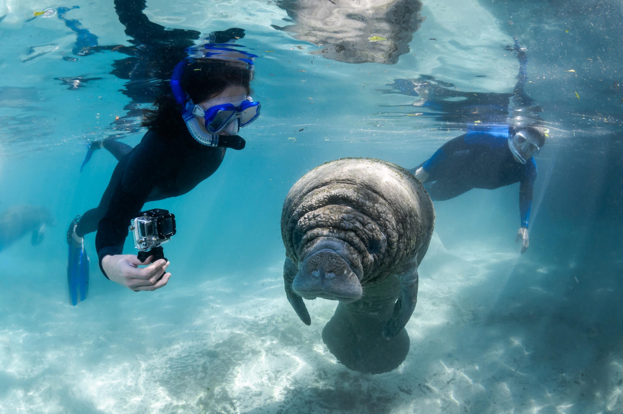 Snorkeler_With_GoPro_And_Manatee_Calf